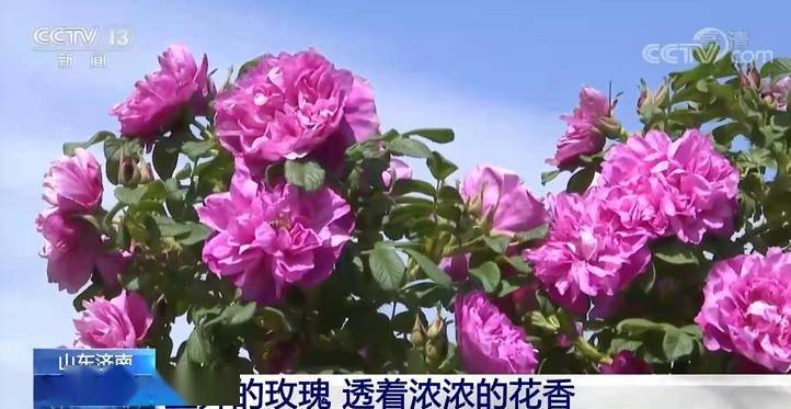 时间的玫瑰，在东方的土壤里加速绽放