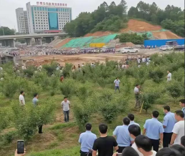 叶县强拆果园事件的三大争议焦点，程序正义、补偿标准与基层治理之困