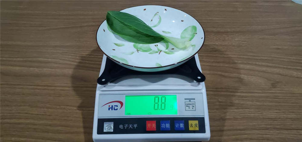 5.36%一片树叶的重量