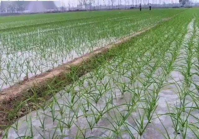 麦格理的点金术，在乏味处播种，于无声处收割