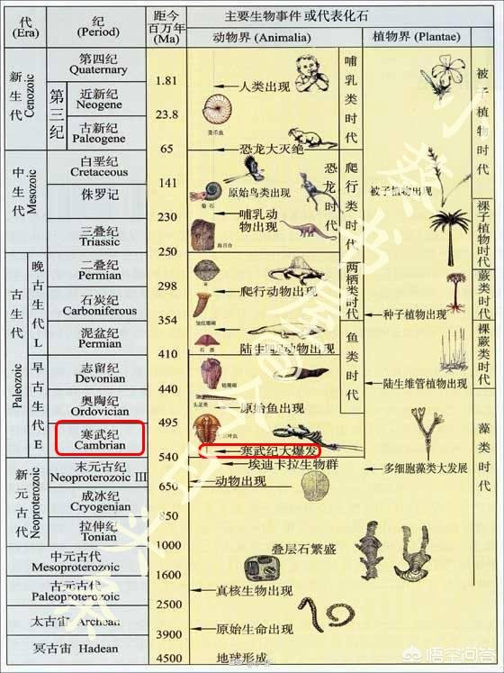 寒武启示录，生命大爆发的偶然与必然