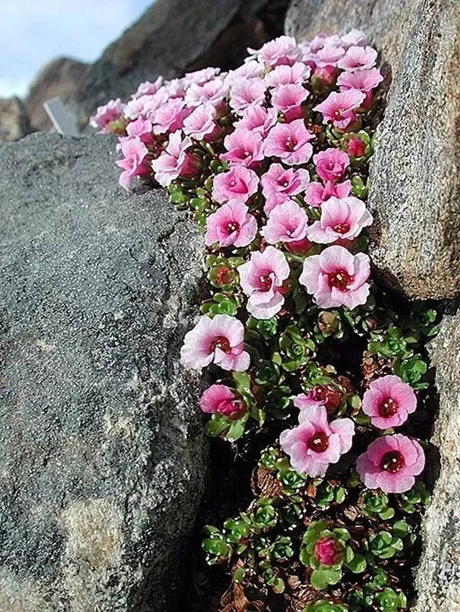 缝隙里生花