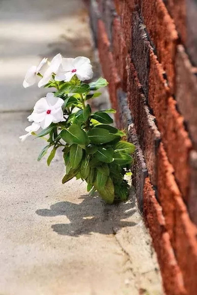 缝隙里生花